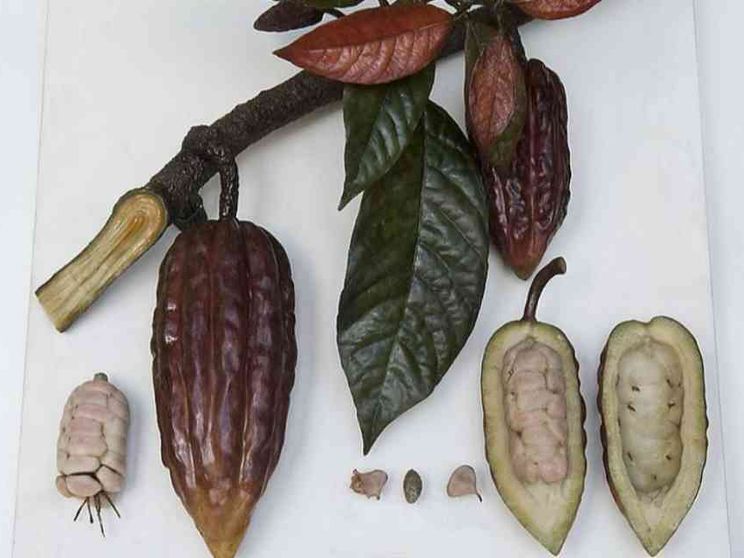 Quando è stato addomesticato il cacao? Lo svela la genetica