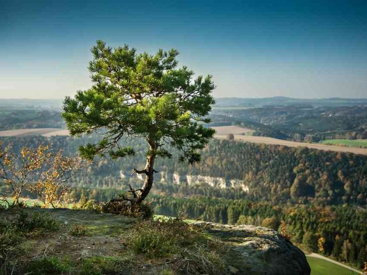 Col decreto Asset meno permessi per tagliare alberi «di interesse pubblico»