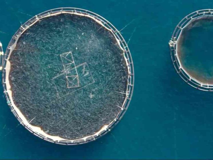 Pescare per allevare pesci: l'ultimo paradosso in un mondo alla fame