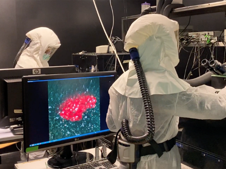 Protetti dalle nuove varianti Covid grazie alla «memoria» dei linfociti T