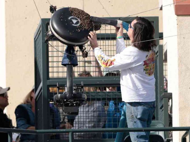 Tennis, il torneo sospeso per invasione di api