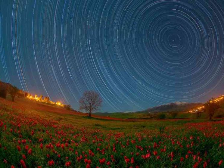 Madonna dell'Olio, la fioritura dei tulipani nel “deserto” della Sicilia