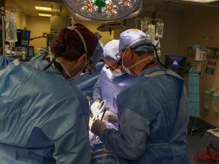 Rene di maiale trapiantato su paziente 62enne: è la prima volta