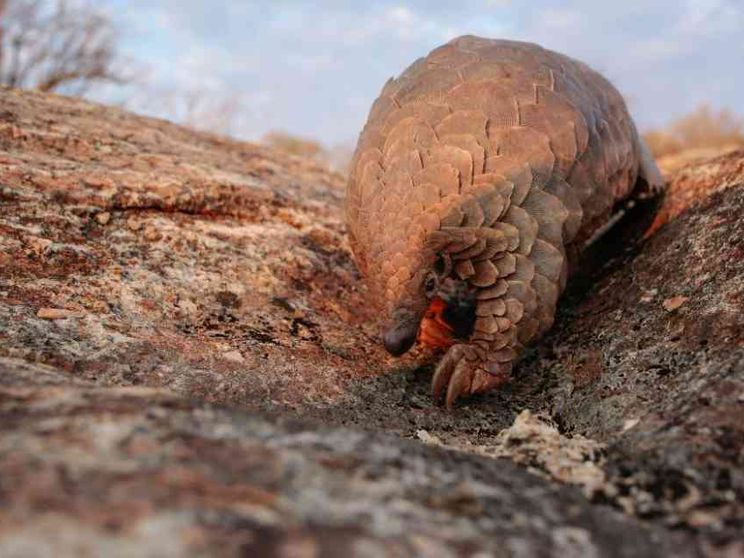 L'uomo trasmette più virus agli animali di quanti ne riceva da loro