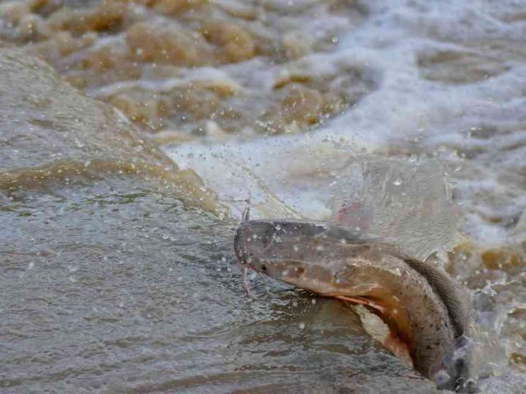 Dalla pelle del pesce gatto arriva un nuovo antibatterico