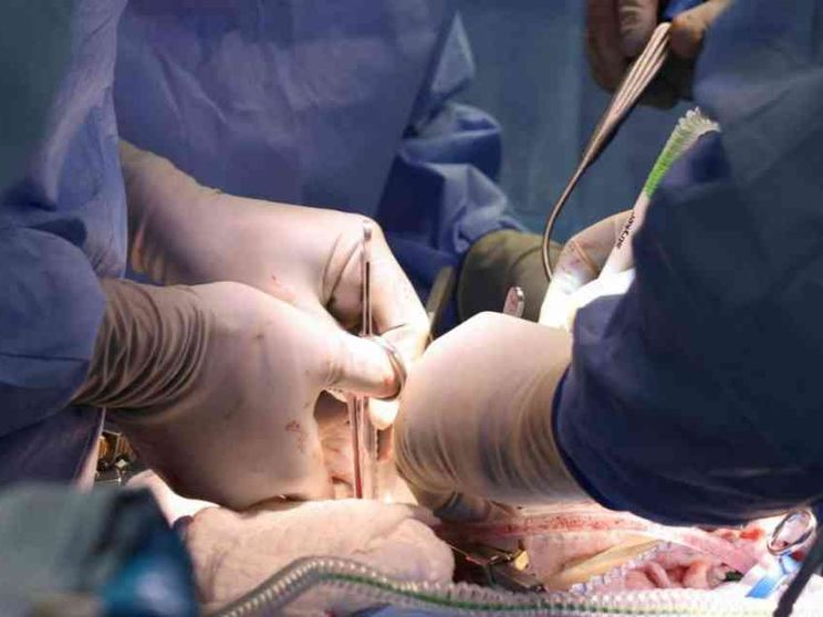 Organi da animali, tutti gli interrogativi etici