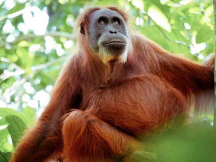 Allarme biodiversità: si estinguono specie che neanche conosciamo