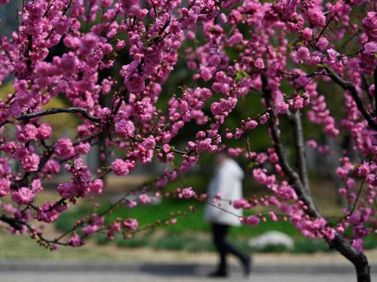 Anche i fiori "brutti" regalano poesia. E pregano Dio