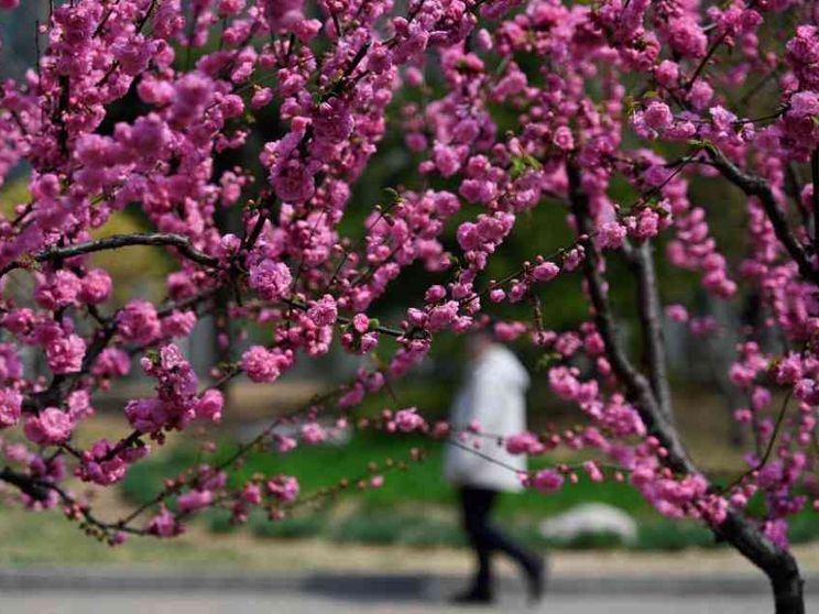 Anche i fiori "brutti" regalano poesia. E pregano Dio