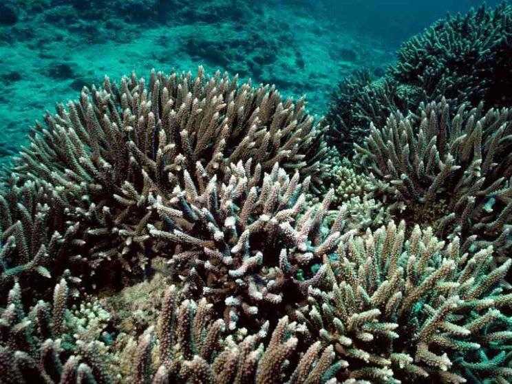 Il mare più caldo sta sbiancando i coralli. È la più grave crisi di sempre