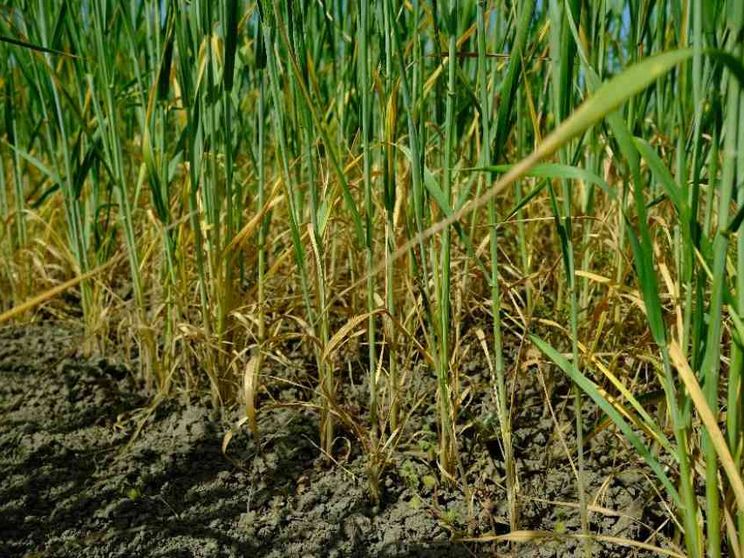 Siccità e caldo nel Sud Italia, così viene rovinata la produzione di grano