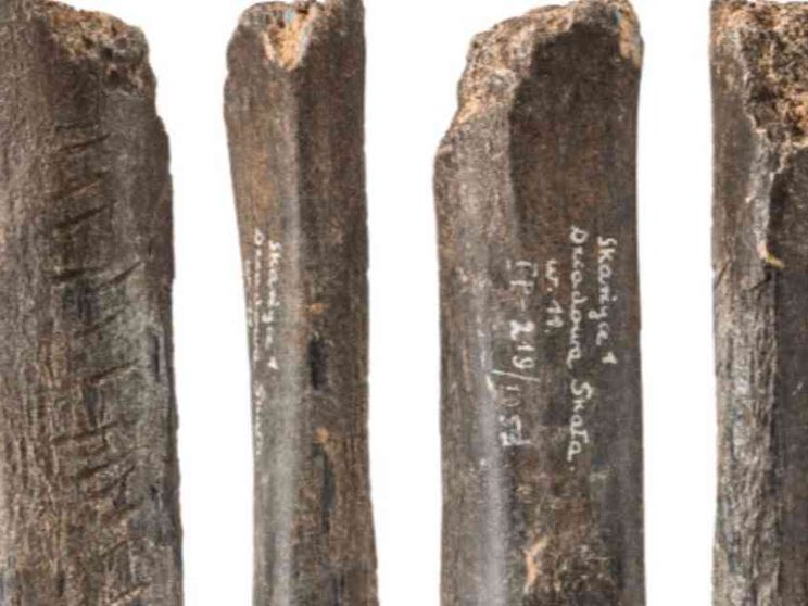 Polonia: in un osso d'orso il simbolismo dell'uomo di Neanderthal
