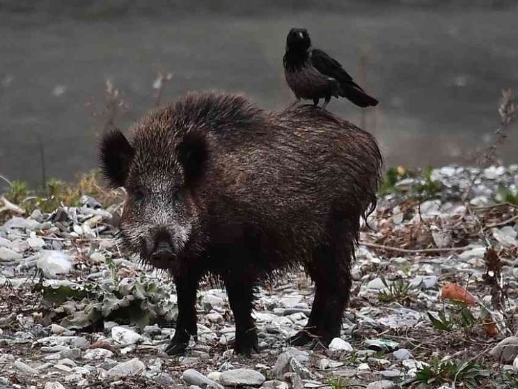 I cinghiali colpiti dalla peste minacciano il prosciutto di Parma