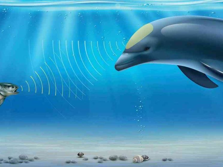 Senti chi (non) parla: la biodiversità a prova di Ecoacustica