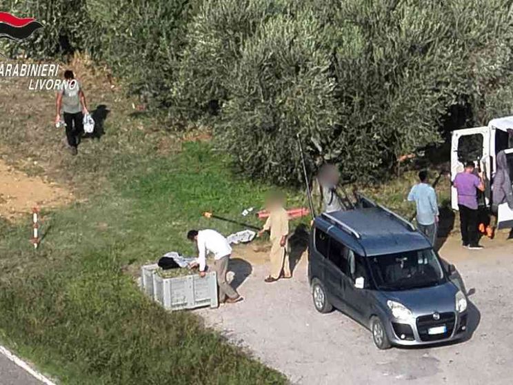 Caporalato nei campi toscani: 10 ore al giorno per pochi euro