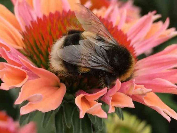 I nidi dei bombi si stanno surriscaldando: la specie è a rischio