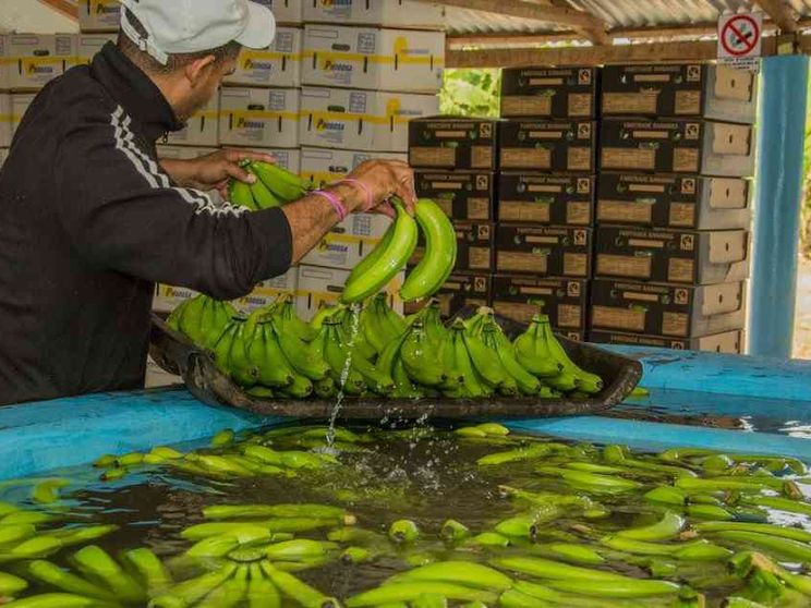 Scuole, terre e diritti: così il commercio equo premia le comunità