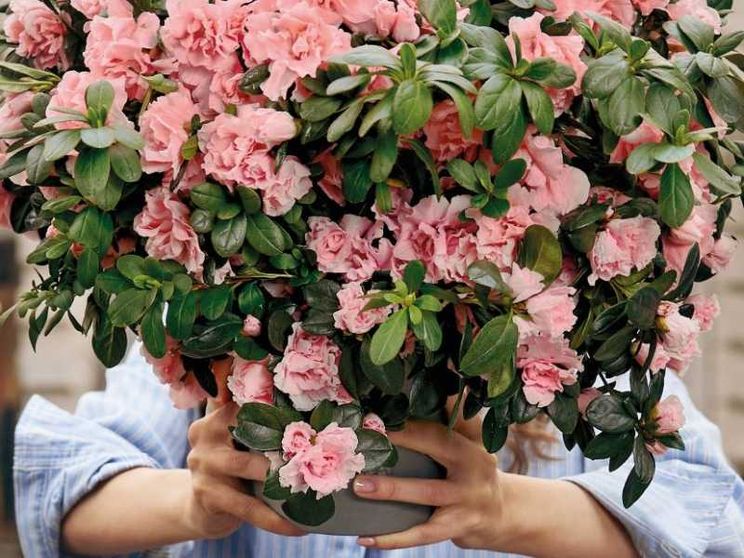 Azalea della Ricerca, 300 milioni in 40 anni. E tanti traguardi raggiunti