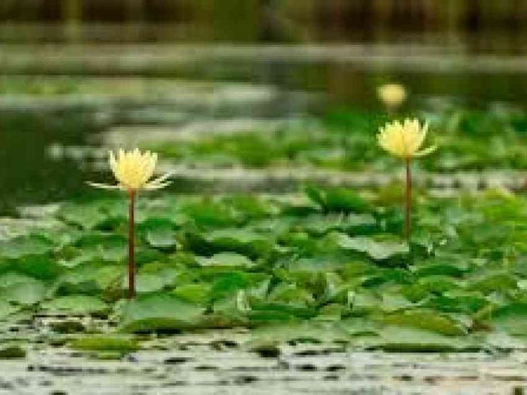 Ecuador, un taglio del debito in cambio di progetti per proteggere l'ecosistema