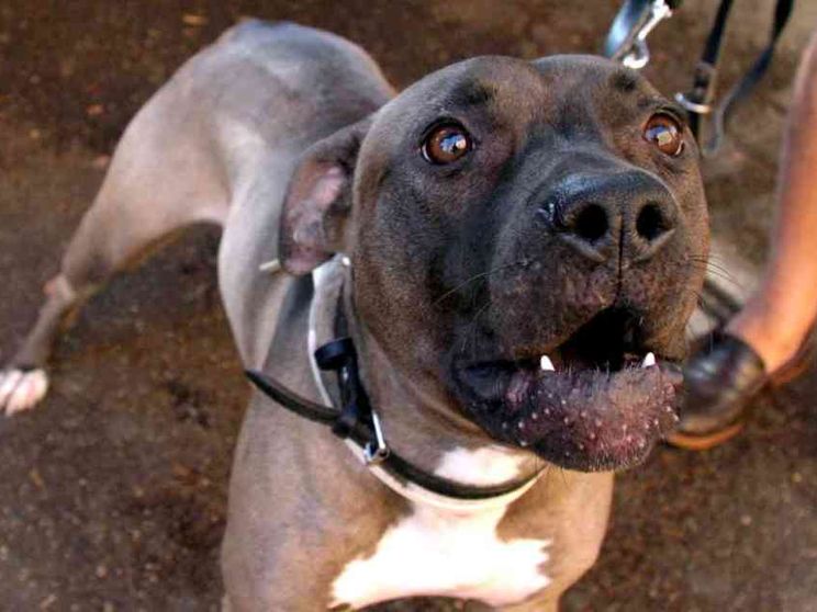 Un'altra bambina è stata ferita gravemente da un pitbull