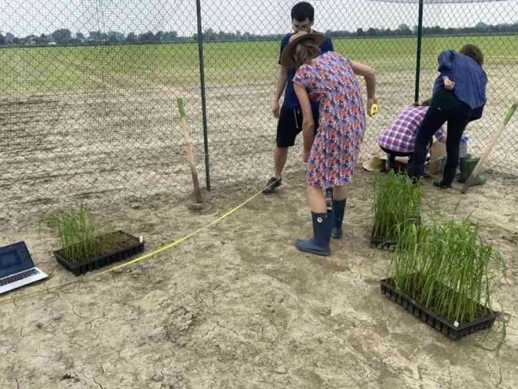A Pavia primo test del riso dal genoma “corretto”