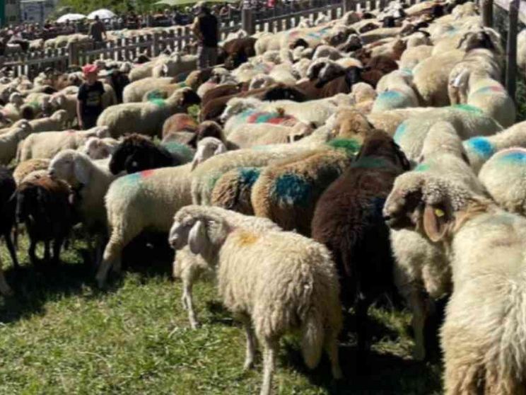 Quattro pecore iscritte a scuola per non far chiudere la classe