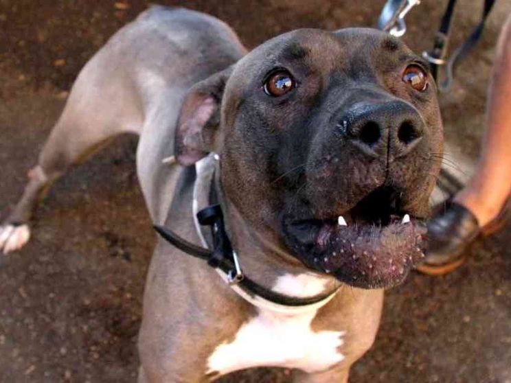 Azzannato dal pitbull di casa: muore bimbo di 5 mesi