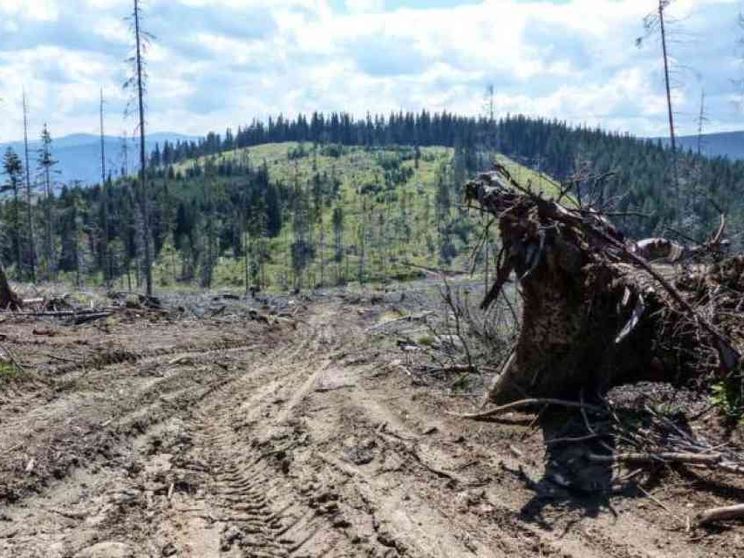 Il Brasile punta sui biocombustibili. Ma per l'Amazzonia non sarà un affare