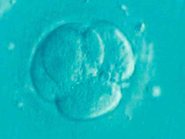 «Produrre gameti umani, sbagliato e impossibile: perché insistere?»