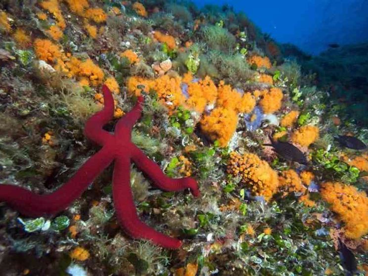Scienziati, imprenditori e attivisti insieme per curare la febbre mediterranea