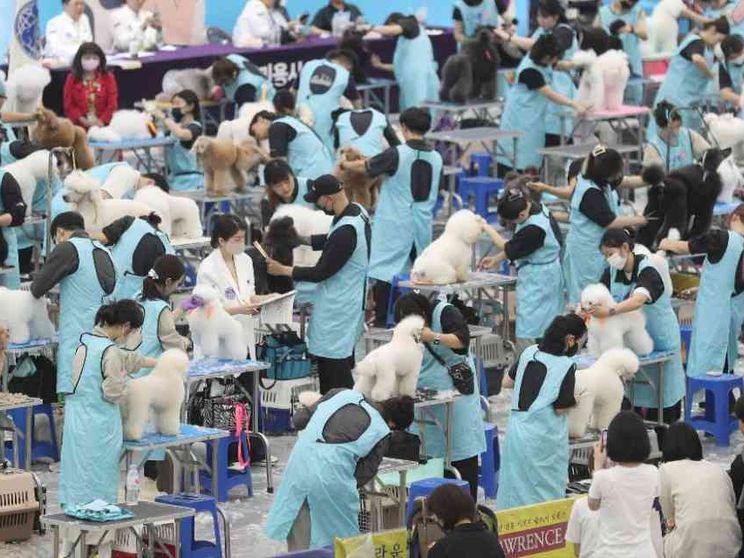 In Asia tutti pazzi per gli animali