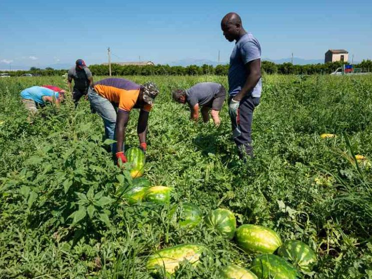 Caporalato, più inchieste al Centro Nord. Tra gli sfruttati anche gli italiani