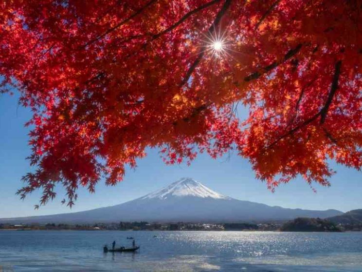Non solo ciliegi, con gli aceri il Giappone si tinge di rosso