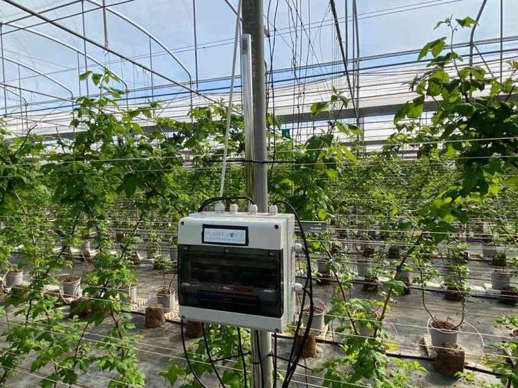 «Plantvoice», arriva il sensore che riesce a far parlare le piante