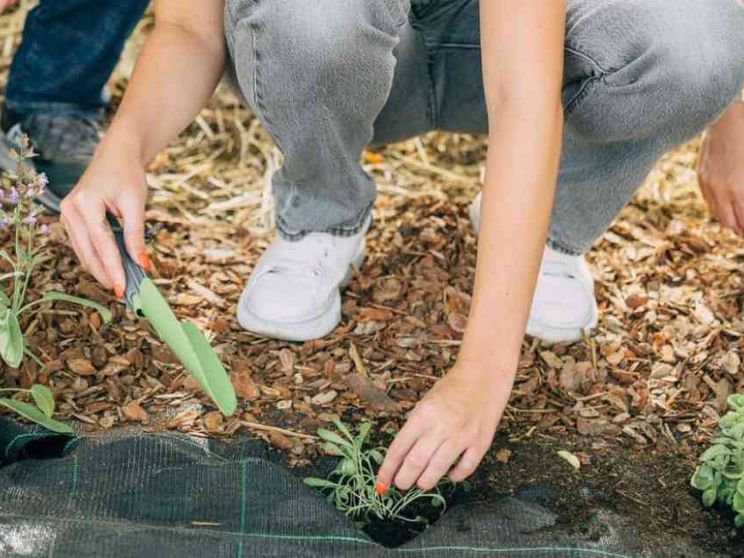 Ci sono 80 nuove piante officinali nel “Giardino dei semplici” del Gemelli