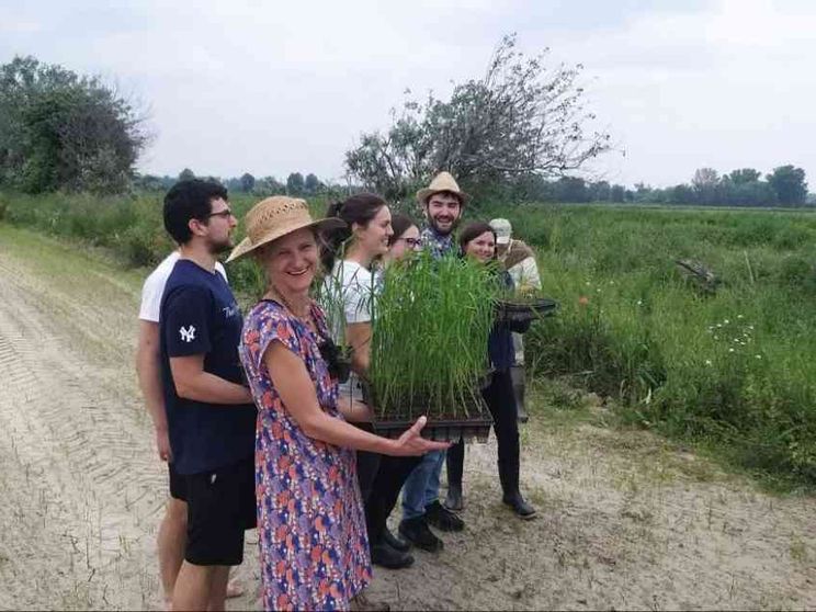 Un attacco vandalico ha compromesso la sperimentazione del riso Tea