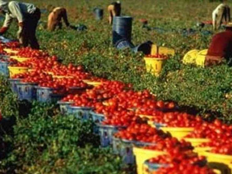 La schiavitù nei campi: e se ce ne sentissimo responsabili quando acquistiamo?