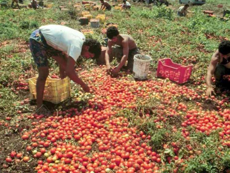 Agro Pontino, anche i pensionati nei campi fra gli “invisibili”