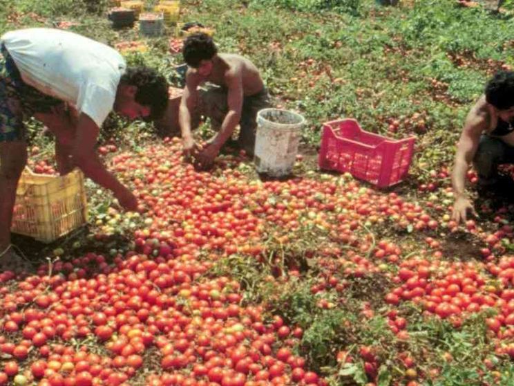 Satnam e gli altri: quei braccianti feriti e non soccorsi