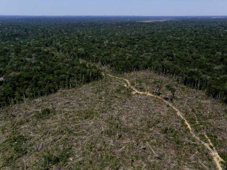 Gli Stati Uniti in pressing sulla Ue: stop alla legge anti-deforestazione