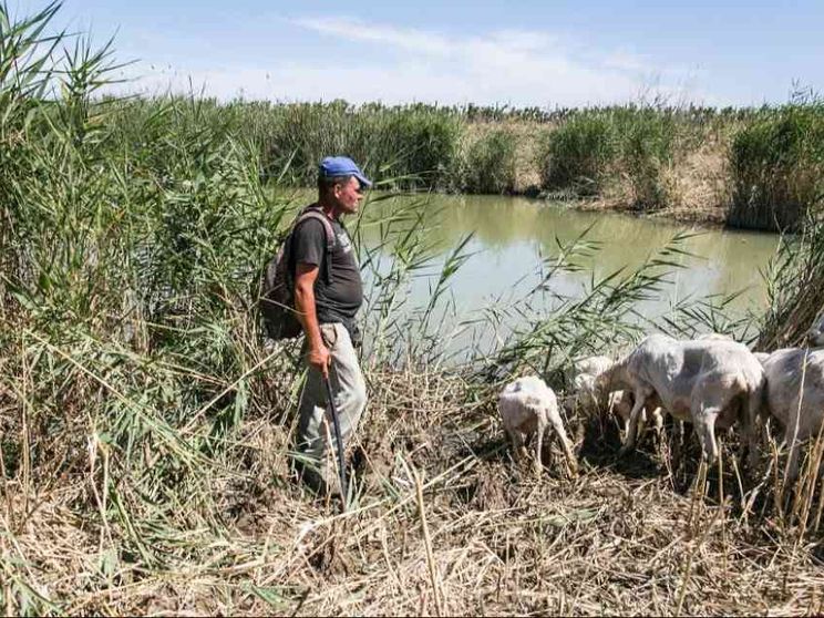 La siccità in Sicilia sta creando problemi a persone e animali