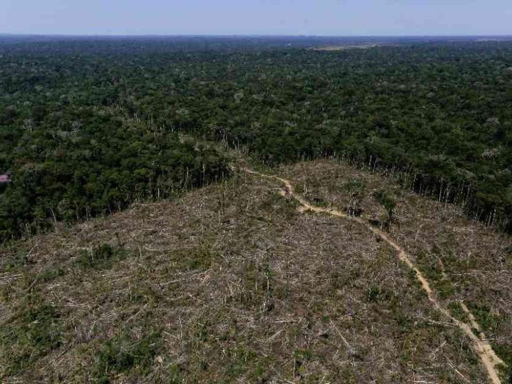 Gli Stati Uniti in pressing sulla Ue: stop alla legge anti-deforestazione