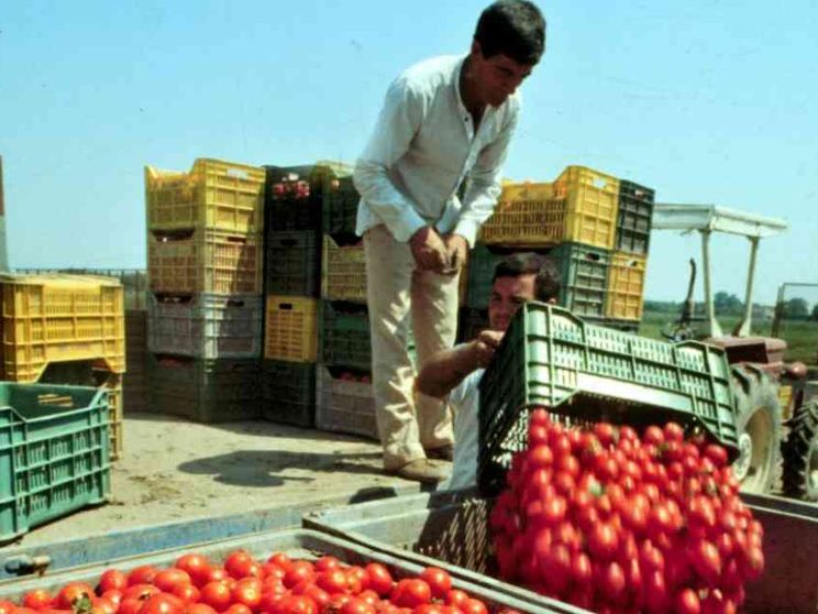 Decenni di promesse tradite nella lotta al caporalato in agricoltura