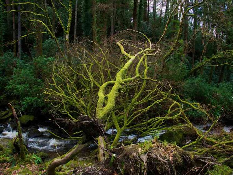 Occorrono miliardi per proteggere la biodiversità. La finanza ci prova