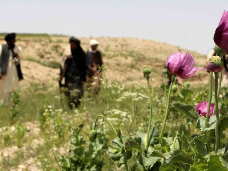 I taleban cancellano l'oppio e le donne. E all'Onu basta per trattare