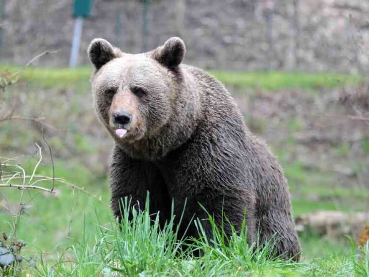 Tornano gli orsi nei paesi e la gente ha paura di andare nei boschi