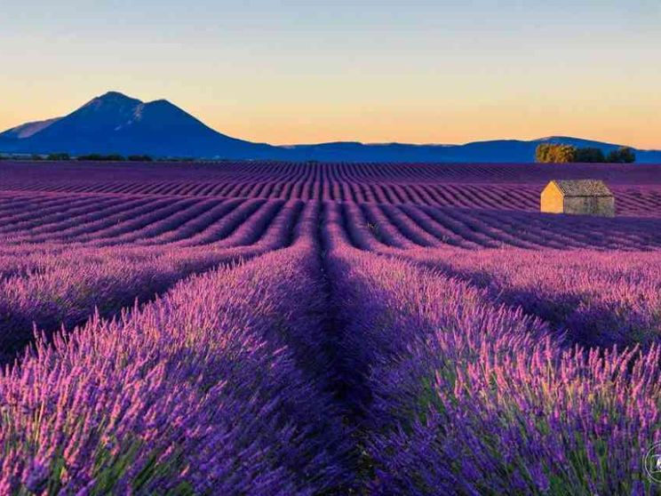 È tempo di lavanda, la Provenza si colora di viola