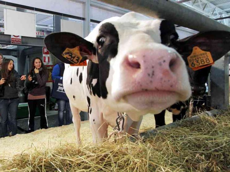 Nei Paesi Ocse crolla il consumo di latte e formaggi