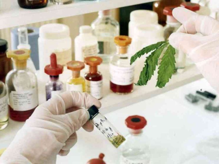 Il Cbd è una sostanza stupefacente e d'ora in poi sarà venduto solo in farmacia