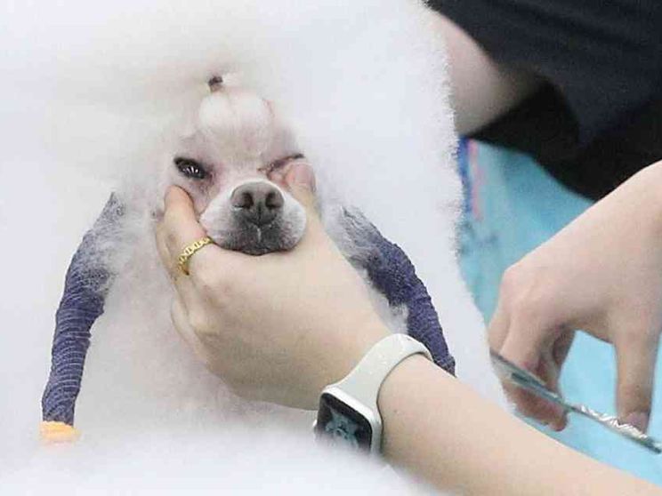 Muore il cane o il gatto? In Corea del Sud boom di clonazioni (a caro prezzo)